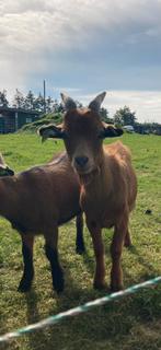 Dwerggeitje bok ter dekking, Dieren en Toebehoren, Schapen, Geiten en Varkens, Mannelijk, Geit