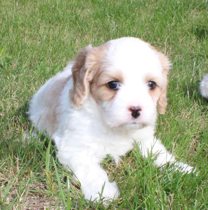 Cavapoo pups, Dieren en Toebehoren, Honden | Chihuahua's en Gezelschapshonden, Meerdere dieren, Overige rassen, Fokker | Professioneel