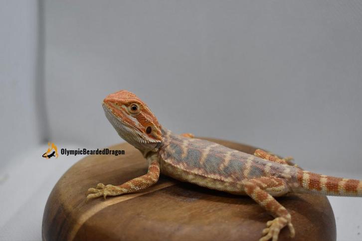 Baardagaam vrouw Orange bluebar Leatherback hypo het trans