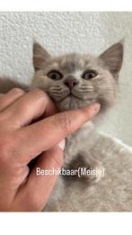 Britse Korthaar Kittens, Dieren en Toebehoren, Katten en Kittens | Raskatten | Korthaar, Meerdere dieren, Ontwormd, 0 tot 2 jaar