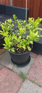 Plant, pot en onderschaal, Ophalen, Zomer, Overige soorten, Volle zon