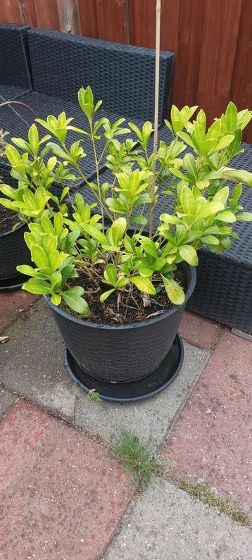 Plant, pot en onderschaal  beschikbaar voor biedingen