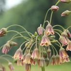 Bulgarse sierui -
Allium Siculum 10 bollen, Tuin en Terras, Ophalen of Verzenden, Najaar, Volle zon, Bloembol