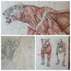 6 x Lithografische Anatomische Studie Herbert van der poll, Antiek en Kunst, Kunst | Litho's en Zeefdrukken, Ophalen