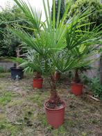 Potgekweekte eik es plataan beuk berk grove den larix etc, Overige soorten, Minder dan 100 cm, Zomer, Ophalen