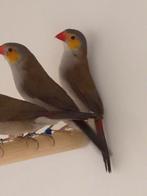2-2 Oranjekaakjes, Dieren en Toebehoren, Vogels | Overige Vogels, Meerdere dieren, Tropenvogel, Geringd