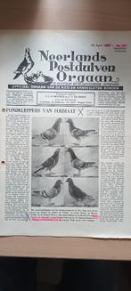 Duiven, postduif, Klak, fond, Jellema, Klokken, Pipa, npo, Dieren en Toebehoren, Geslacht onbekend, Postduif