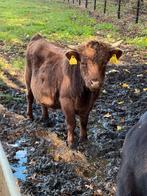 Dexter dekstier, Dieren en Toebehoren, Oktober, Mannelijk