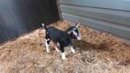 mooi bokje, Dieren en Toebehoren, Mannelijk, Geit