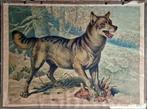 Wolf (Canis lupus) / Friedrich Specht, Ophalen