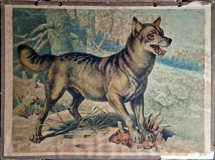 Wolf (Canis lupus) / Friedrich Specht, Antiek en Kunst, Antiek | Schoolplaten, Ophalen
