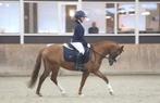 Knappe c pony welsh, Met stamboom, Ruin, 7 tot 10 jaar, L