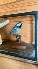 Opgezette vogel taxidermie mancave, Ophalen of Verzenden, Zo goed als nieuw, Vogel, Opgezet dier