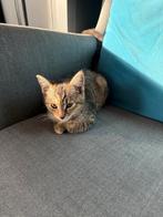 2 kittens (rode kater) en (cyprus kitten), Meerdere dieren