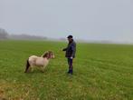 Apart gekleurd klein merrie'tje, Dieren en Toebehoren, Pony's, Merrie, 0 tot 2 jaar, A pony (tot 1.17m), Gechipt