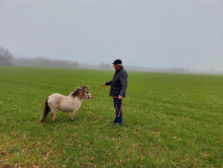 Apart gekleurd klein merrie'tje, Dieren en Toebehoren, Pony's, Merrie, A pony (tot 1.17m), Recreatiepony, 0 tot 2 jaar, Gechipt