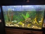 Aquarium met toebehoren, Dieren en Toebehoren, Ophalen, Zo goed als nieuw, Leeg aquarium