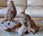 Prachtige 2 mooi opgezette patrijzen op een boomstronk., Verzamelen, Dierenverzamelingen, Ophalen of Verzenden, Gebruikt, Vogel