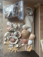 lot schelpen, Verzamelen, Ophalen, Schelp(en)