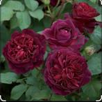 Gezocht Roos Munstead Wood David Austin, Tuin en Terras, Ophalen of Verzenden, Overige soorten, Volle zon