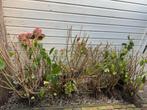Hortensia Planten te koop, Tuin en Terras, Planten | Tuinplanten, Vaste plant, Halfschaduw, Zomer, Ophalen