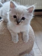 Prachtige ragdoll kittens met stamboom, Dieren en Toebehoren, Katten en Kittens | Raskatten | Langhaar, Meerdere dieren, Ingeënt