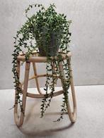 Vintage plantentafeltje, Gebruikt, Ophalen of Verzenden, X, X