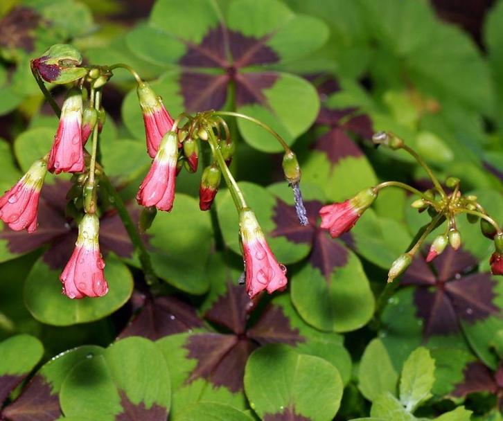 Geluksklaver groen - Oxalis plant, Tuin en Terras, Planten | Tuinplanten, Vaste plant, Overige soorten, Halfschaduw, Zomer, Ophalen
