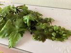 Gratis drijfplanten groot, Dieren en Toebehoren, Vissen | Aquaria en Toebehoren, Ophalen, Zo goed als nieuw, Plant(en), Steen of Hout