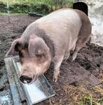 Prachtige, lieve Husumer fokzeug., Dieren en Toebehoren, Vrouwelijk, Varken