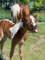 Paarden verzorger/verzorgster gezocht!, Ophalen