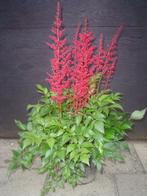 Astilbe x arendsii ‘Fanal’ (Pluimspirea, prachtspirea), Tuin en Terras, Halfschaduw, Zomer, Vaste plant, Overige soorten