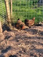 2 wyandotte kriel hennen, Dieren en Toebehoren, Pluimvee, Vrouwelijk, Kip