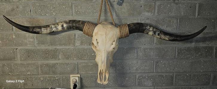 Longhorn schedel 133cm - Compleet met tanden!, Huis en Inrichting, Woonaccessoires | Wanddecoraties, Ophalen of Verzenden