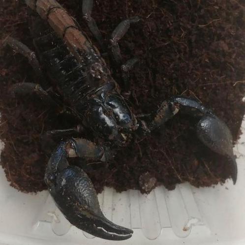 Heterometrus cyaneus, Dieren en Toebehoren, Reptielen en Amfibieën