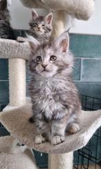 Maine coon kittens nog twee poesjes Black Silver, Dieren en Toebehoren, Meerdere dieren, Gechipt, 0 tot 2 jaar