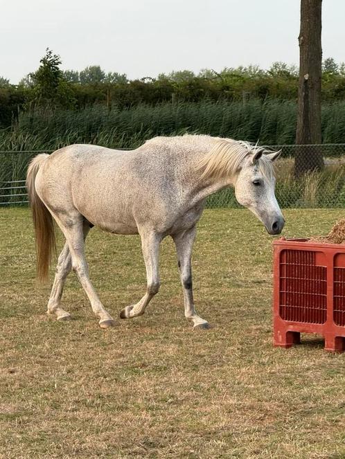 Leuke E-Pony, Dieren en Toebehoren, Paarden, Ruin, Recreatiepaard