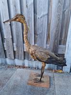 Grote staande bruine reiger in goede staat (+meer vogel)., Ophalen of Verzenden, Zo goed als nieuw, Opgezet dier