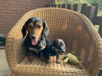 Teckel puppy’s, CDV (hondenziekte), 8 tot 15 weken, Dwerg, Meerdere