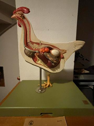 Somso anatomisch model Anatomie kip