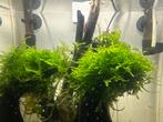 Aquarium moss, Dieren en Toebehoren, Overige typen, Zoetwatervis