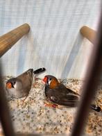 Te koop. Koppel zebravinken zwartborst, Dieren en Toebehoren, Meerdere dieren, Tropenvogel, Geringd