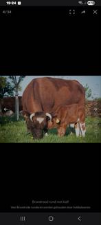 Brandrode koe vaars runderen gezocht, Vrouwelijk