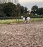 VERZORG PONY GEZOCHT!, Dieren en Toebehoren, Paarden en Pony's | Overige Paardenspullen, Ophalen, Recreatie