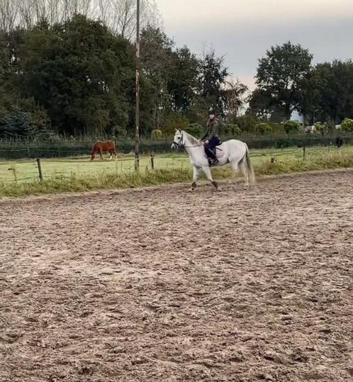 VERZORG PONY GEZOCHT!, Dieren en Toebehoren, Paarden en Pony's | Overige Paardenspullen, Recreatie, Ophalen