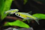 4 Rasbora Kubotai – Neon Green Rasbora, Dieren en Toebehoren, Vissen | Aquariumvissen, Vis
