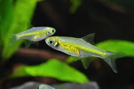 4 Rasbora Kubotai – Neon Green Rasbora, Dieren en Toebehoren, Vissen | Aquariumvissen, Vis