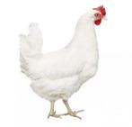 Witte leghennen, Dieren en Toebehoren, Pluimvee, Vrouwelijk, Kip