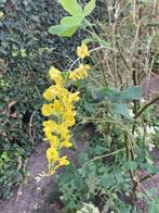 Gouden (gele) regen, Tuin en Terras, Ophalen, Overige soorten, Struik, 100 tot 250 cm