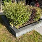 Gratis; Plantenbak (zie fotos), Tuin en Terras, Ophalen, Beukenhaag